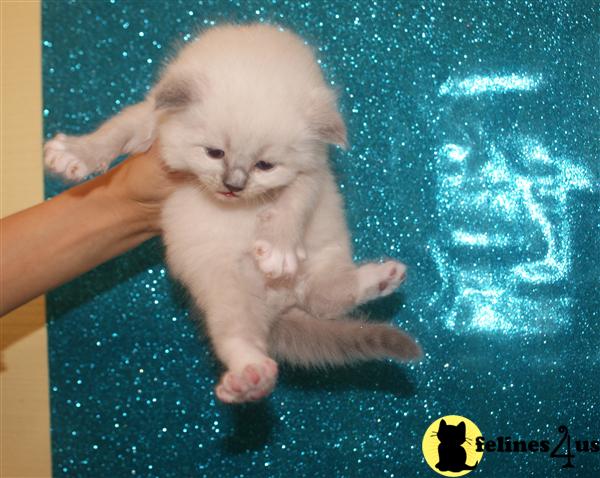 Siberian Kittens