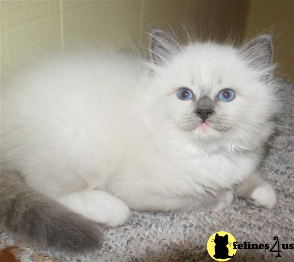 Siberian Kittens