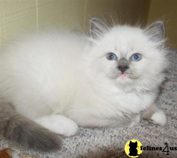 Siberian Kittens