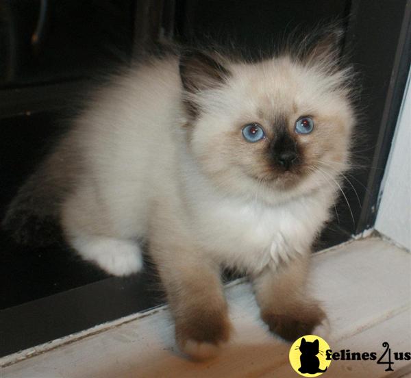 Siberian Kittens