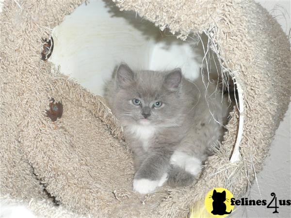 Ragdoll Kittens