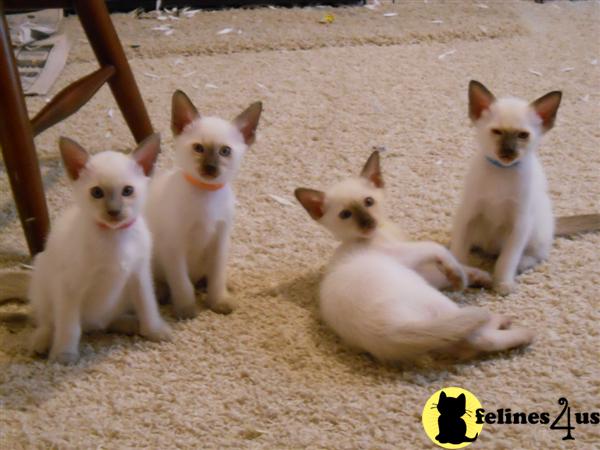 Kittens for Sale in Ohio