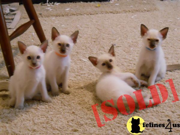 2@ Classic Siamese Kittens TCA Registered