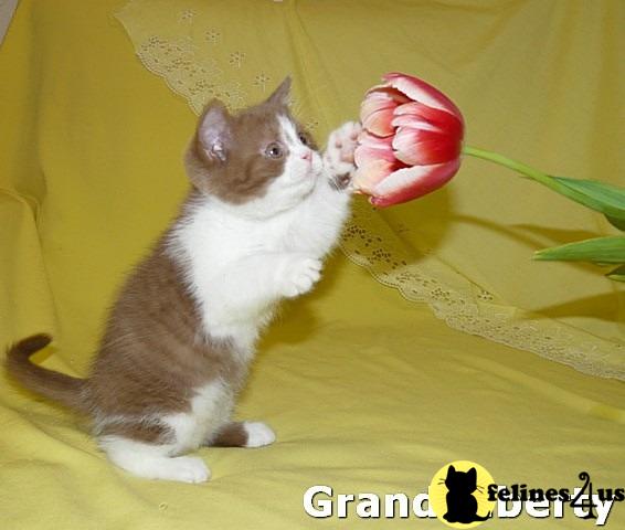 British Shorthair Kittens