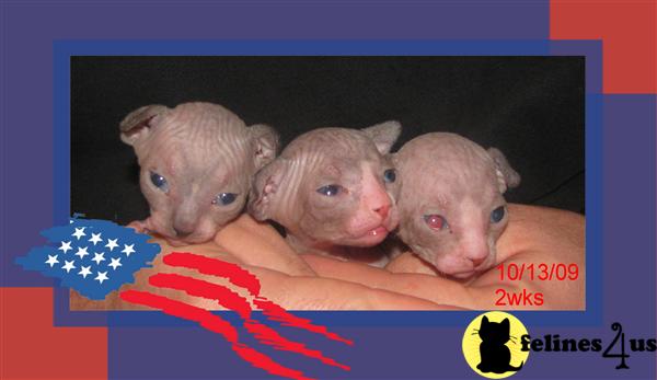 Kittens for Sale in New Jersey