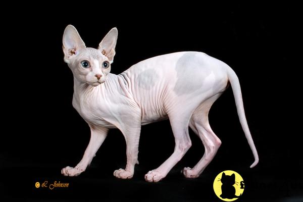 Kittens for Sale in New Jersey