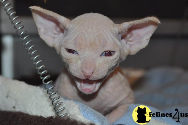 Kittens for Sale in New Jersey
