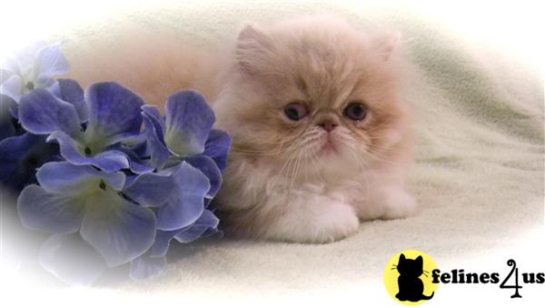 Kittens for Sale in Vermont