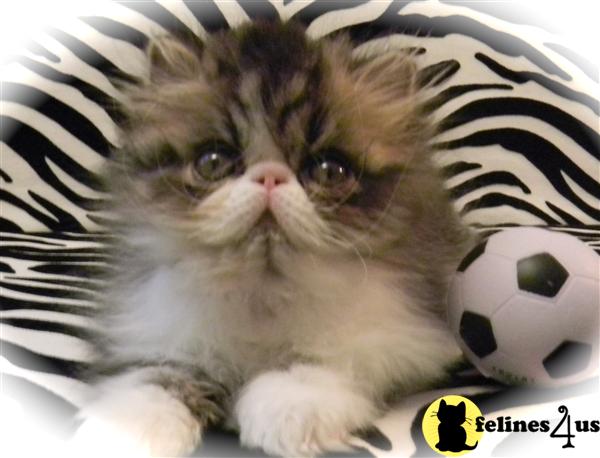 Kittens for Sale in Vermont