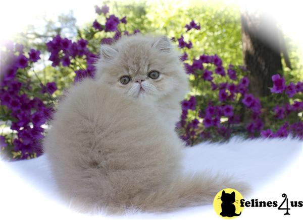 Kittens for Sale in Vermont