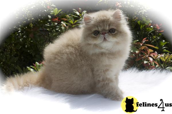 CFA registered Cream Tabby kitten 