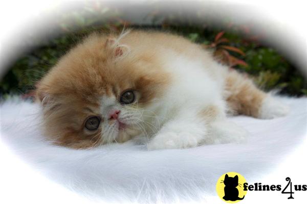 Kittens for Sale in Vermont