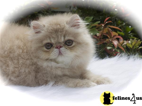Kittens for Sale in Vermont