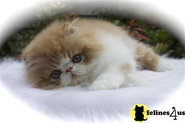 CFA registered red tabby/white male Persian kitten