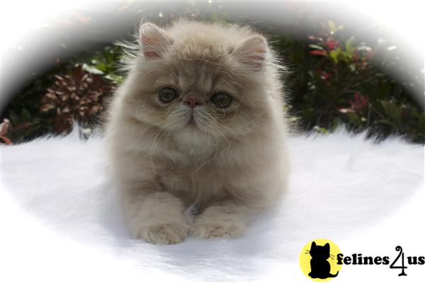 Kittens for Sale in Vermont