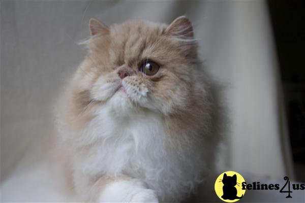 Cats for Sale