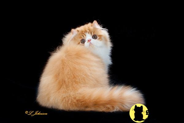 Kittens for Sale in Vermont