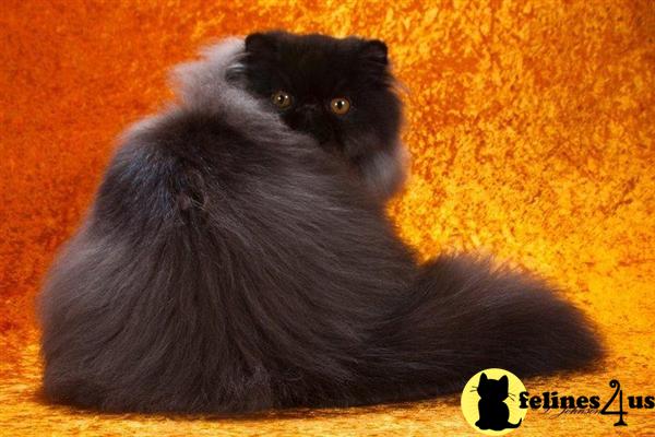 Kittens for Sale in Vermont