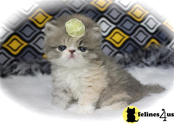 Kittens for Sale in Vermont