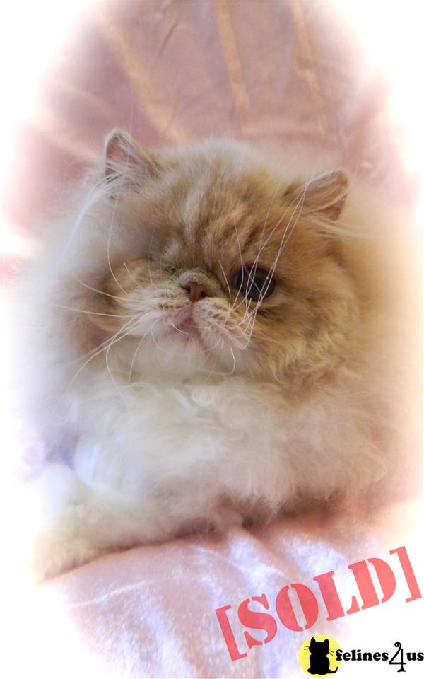 CFA reg Cream/White Persian 