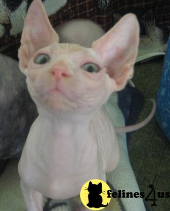 Sphynx Kittens