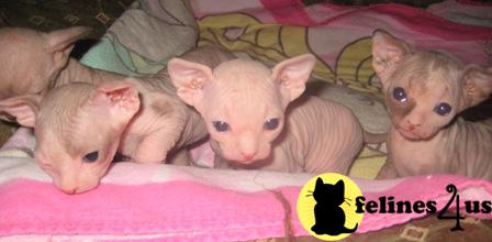 Sphynx Kittens