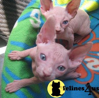 Sphynx Kittens