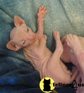 Sphynx Kittens