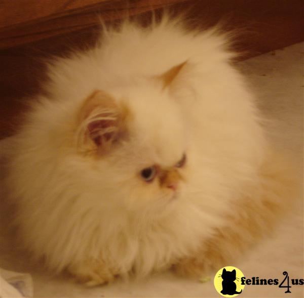 Flame Pt. Himalayan Male Kitten