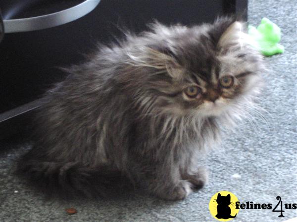 Kittens for Sale in Pennsylvania
