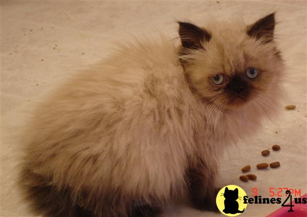Seal Pt. Himalayan Male Kitten