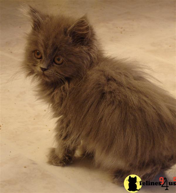 Kittens for Sale in Pennsylvania