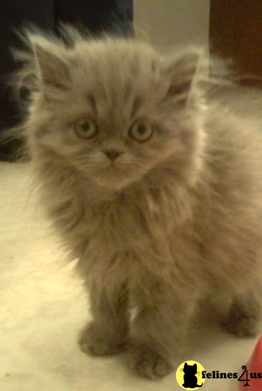 Kittens for Sale in Pennsylvania