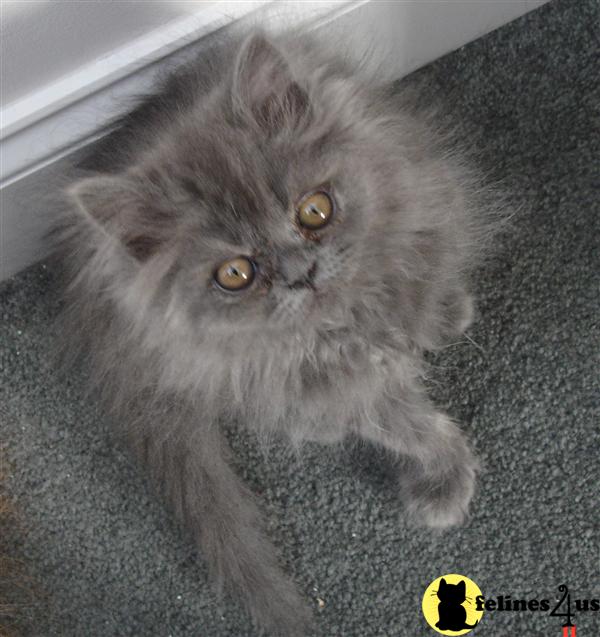 Solid Blue Male Persian Kitten