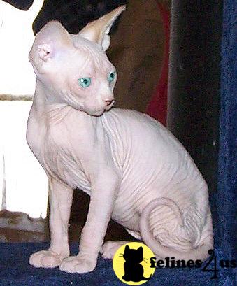 Sphynx Kittens