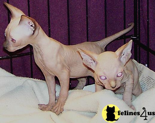 Kittens for Sale