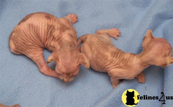 Beautiful TICA SPHYNX Kittens Blue Eyes