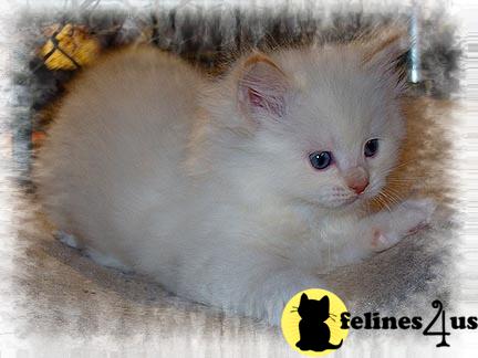 Ragdoll Kittens