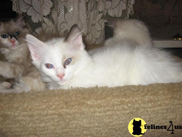 Kittens for Sale in New York