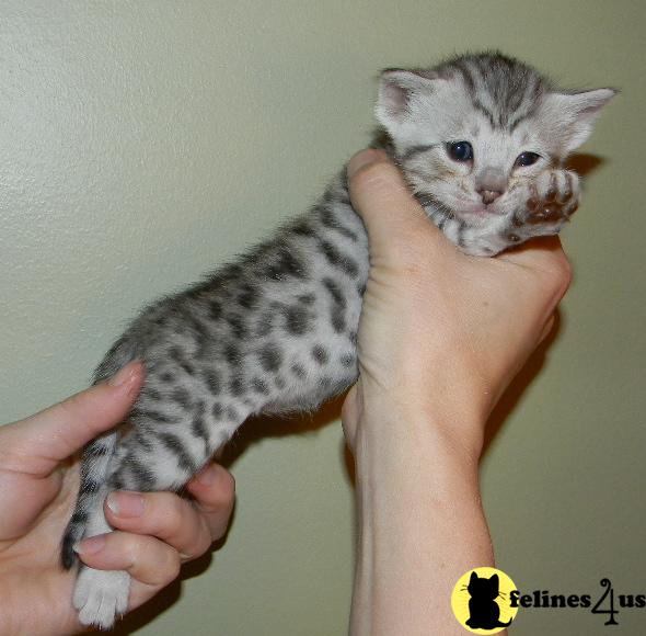 Kittens for Sale in Massachusetts