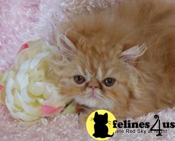 gorgeous quality Persian babies