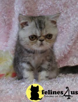 Gorgeous Exotic Shorthair Kittens1