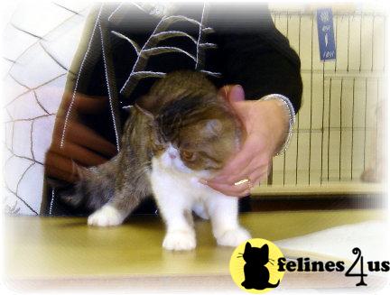 Several Babies Available for Christmas -show/breeder/pet