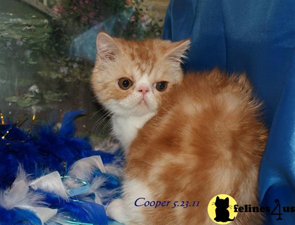 Exotic Shorthair Cat Rescue Indiana