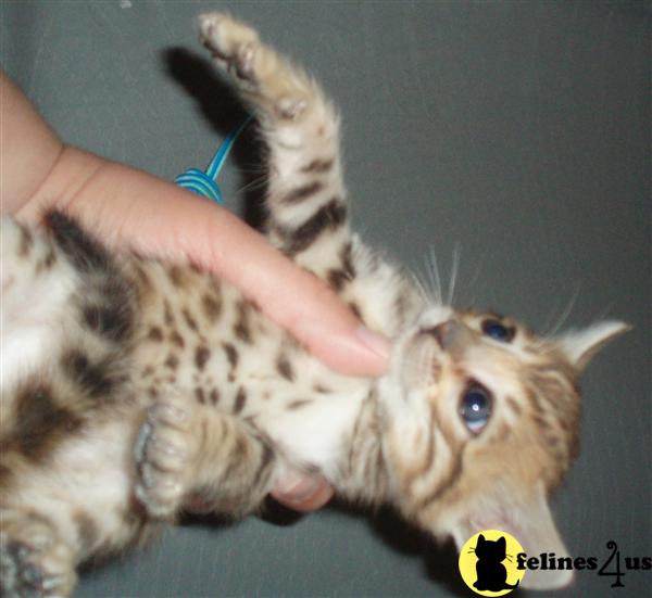 Bengal Kittens in Illinois