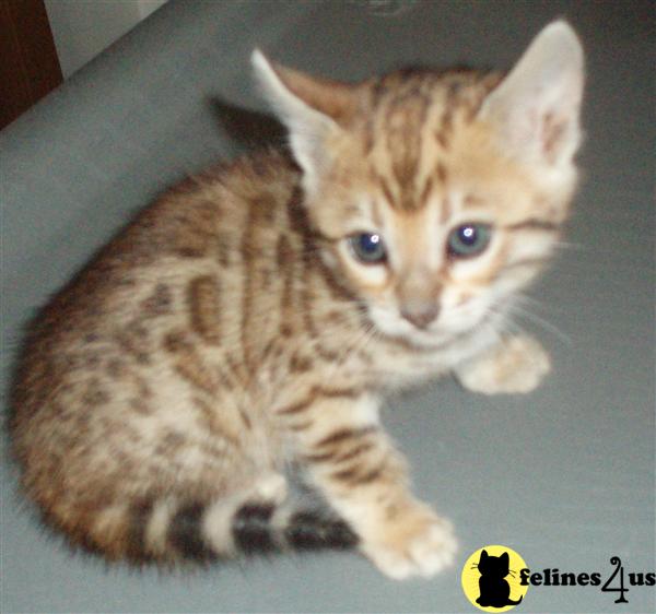 Bengal Kittens in Illinois
