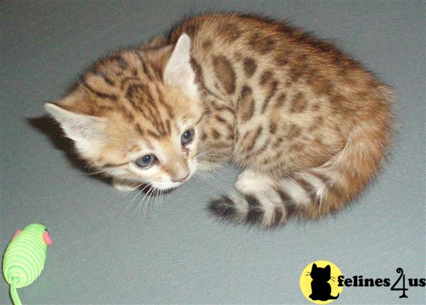 Bengal Kittens in Illinois