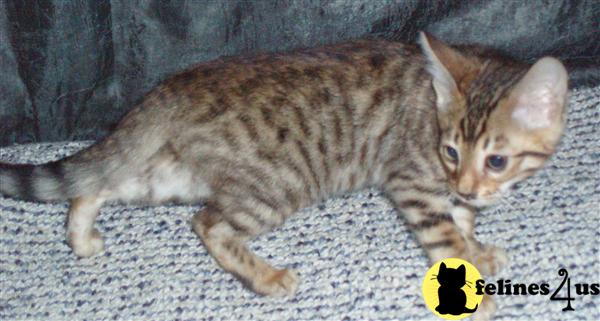 Bengal Kittens in Illinois