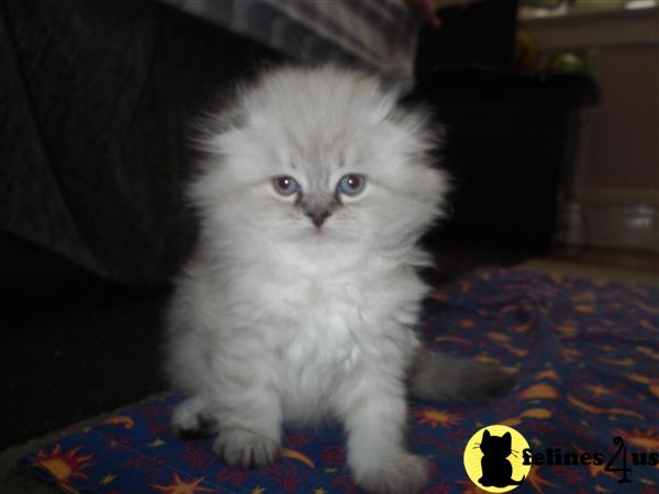 Kittens for Sale in New York