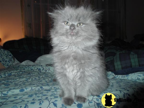 Kittens for Sale in New York